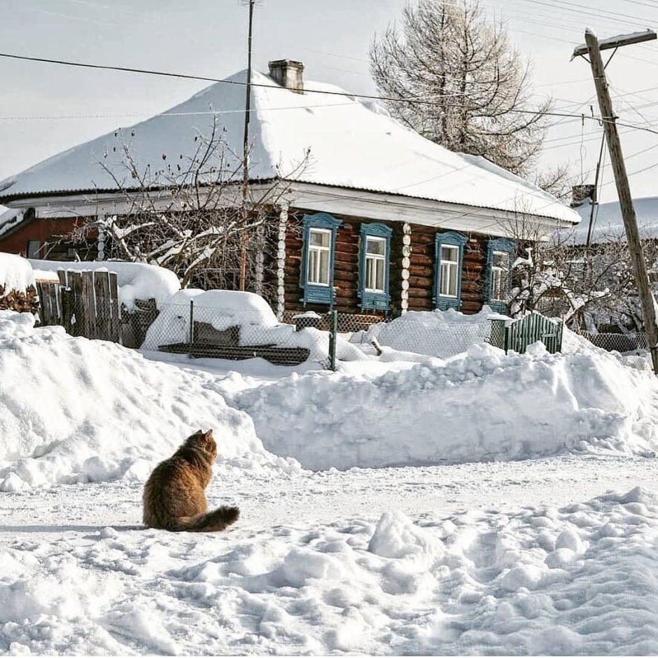 Стоковые волки