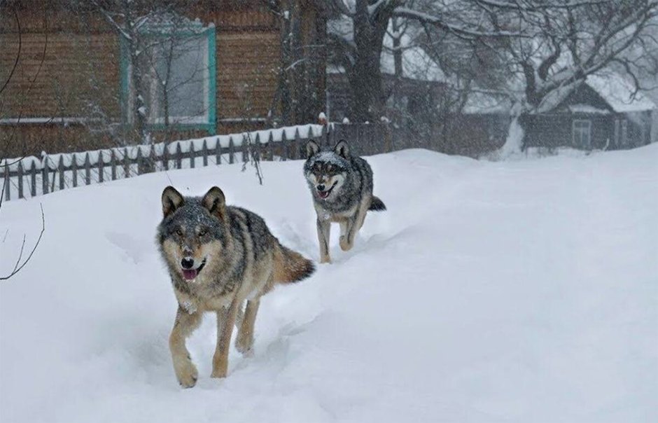 Охота на волка Костромская область
