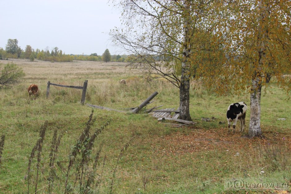 Волк с кубиками