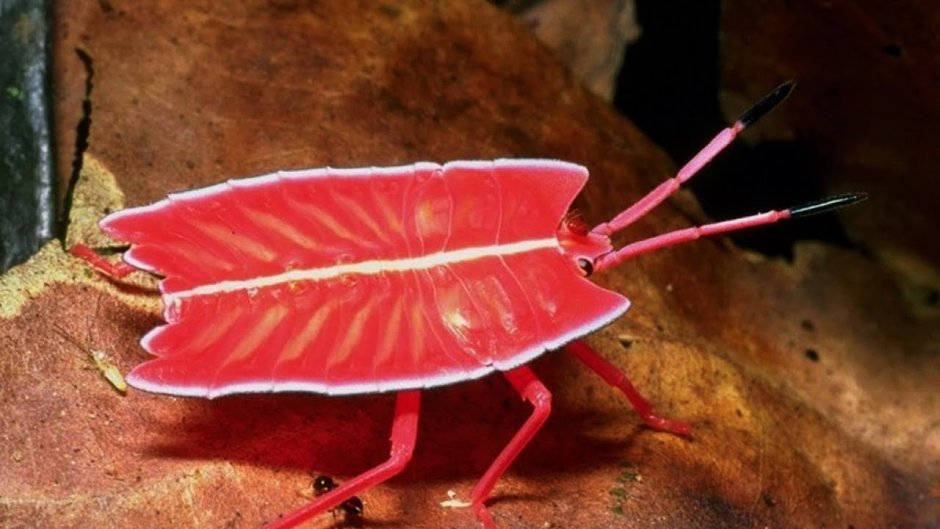 Phyllodes Imperialis гусеница