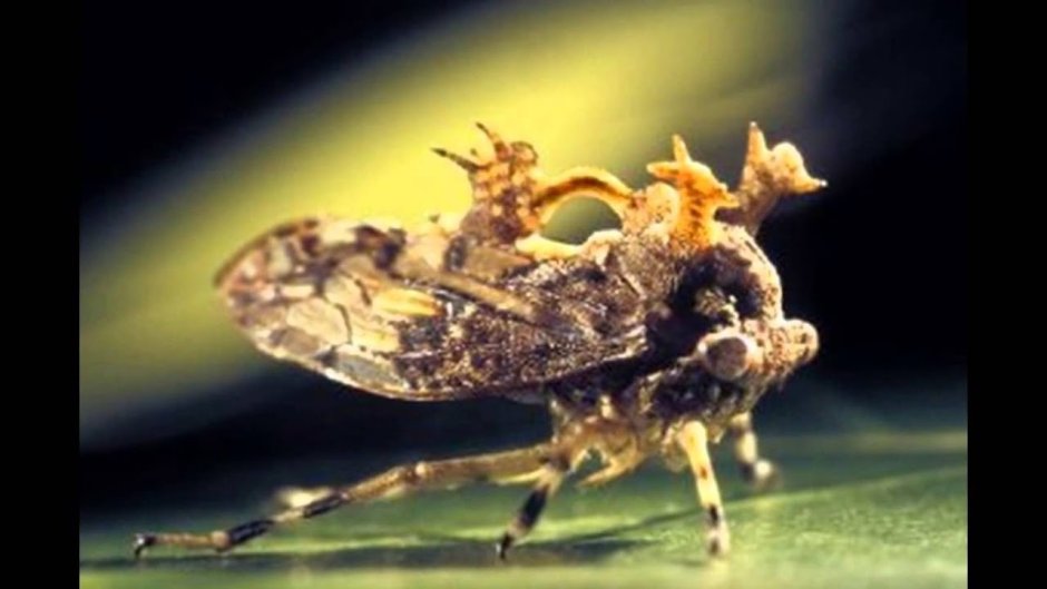 Мотылёк Dryocampa rubicunda.