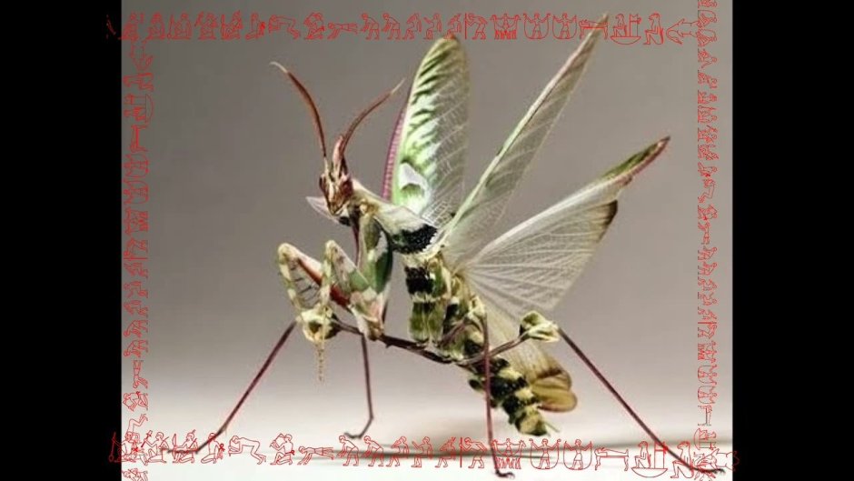 Ischnomantis Gigas богомол