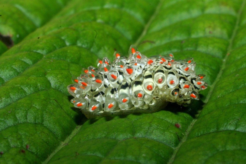 Гусеница мотылька Saturniidae