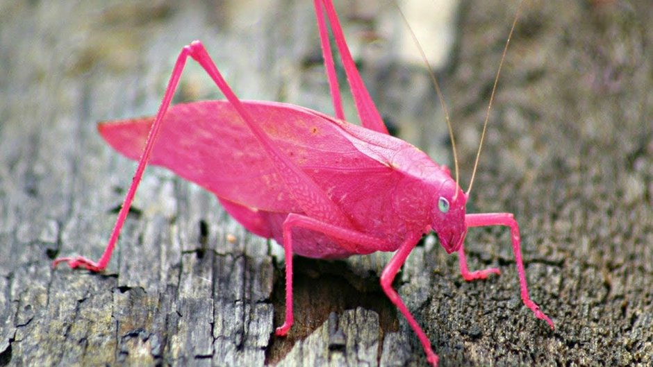 Гусеница бабочки Carthaea saturnioides