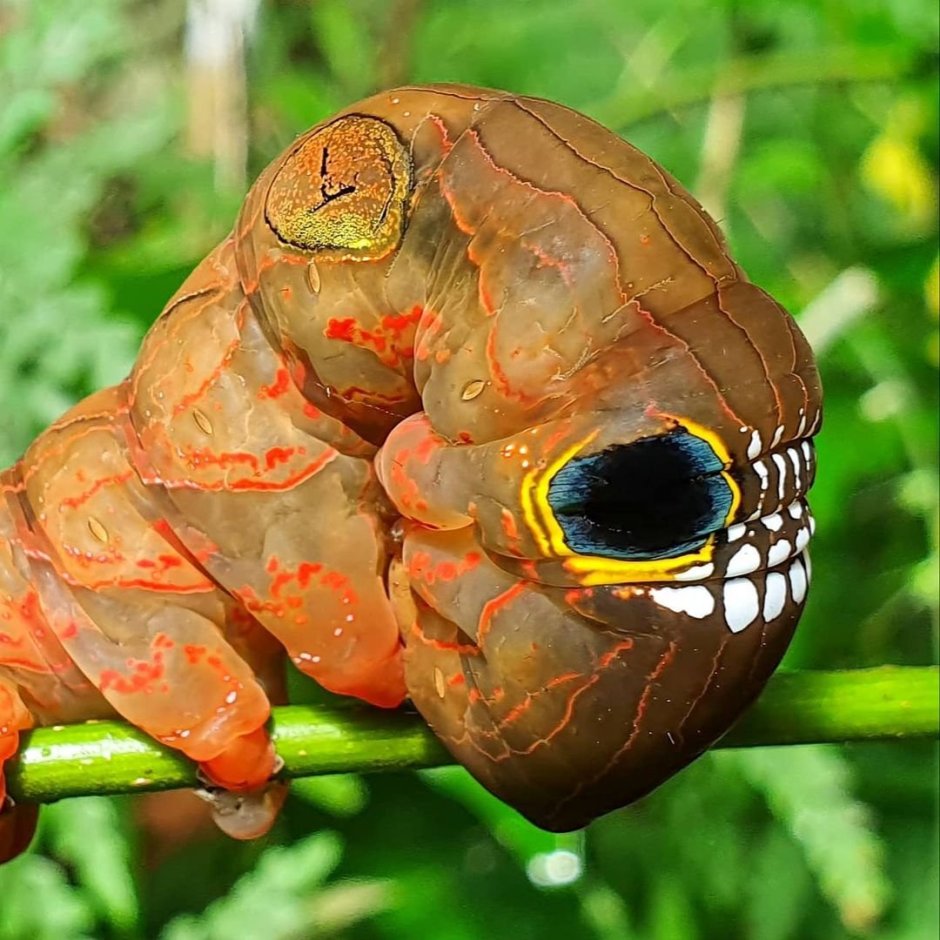 Citheronia phoronea гусеница