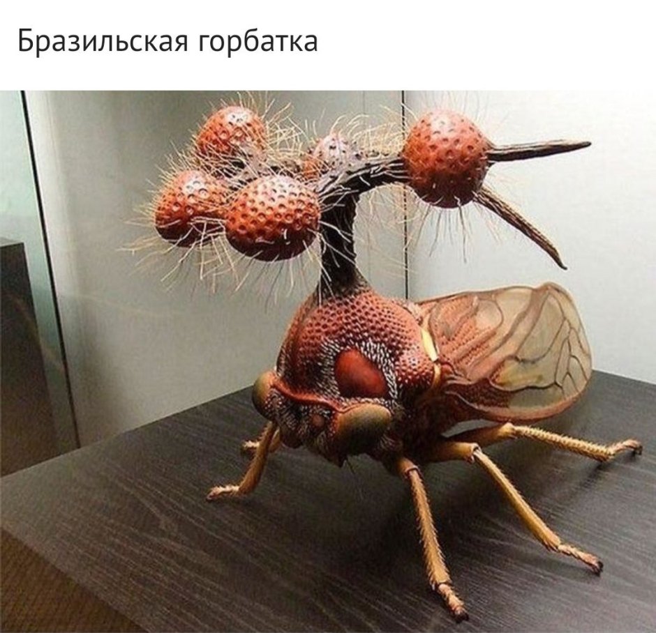 Перуанский павлиний кузнечик
