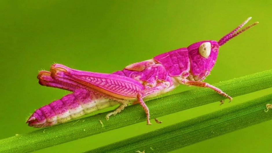 Рогатый паук Gasteracantha arcuata