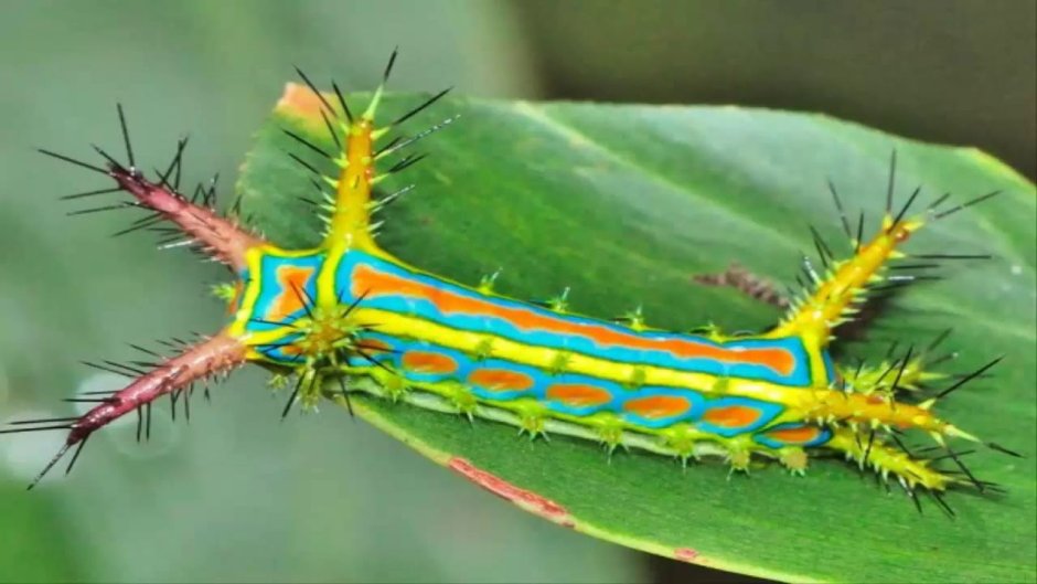 Гусеница Cerura vinula