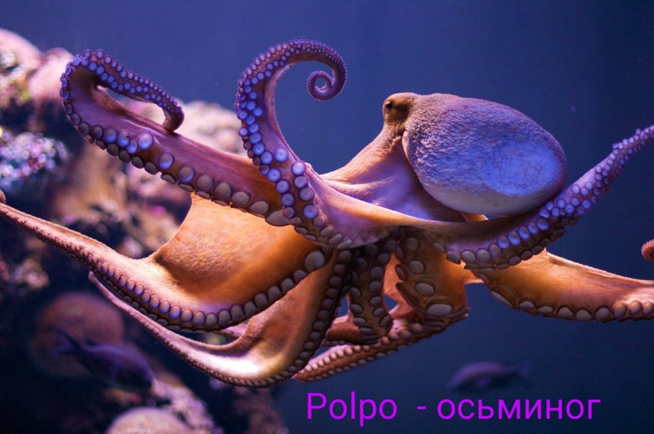 Рыже фиолетовый осьминог