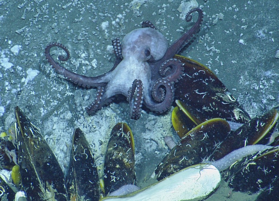Muusoctopus leioderma