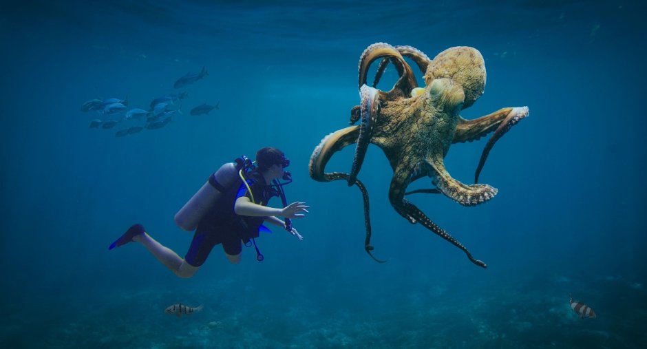 Octopus Diver группа