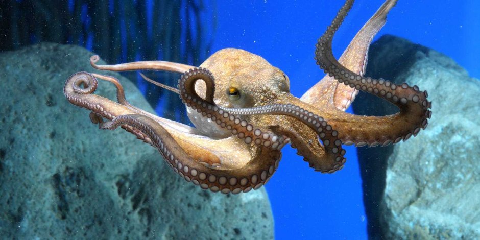Осьминог в море