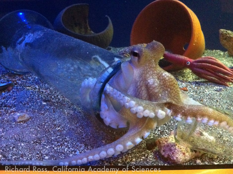 Vulcanoctopus hydrothermalis