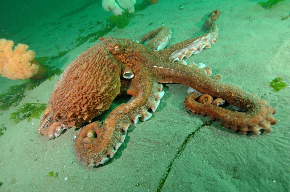 Осьминог National Geographic