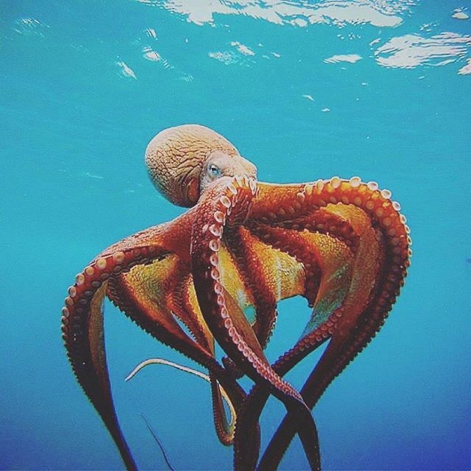 Морские головоногие моллюски