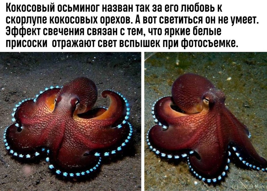 Тату осьминог на животе