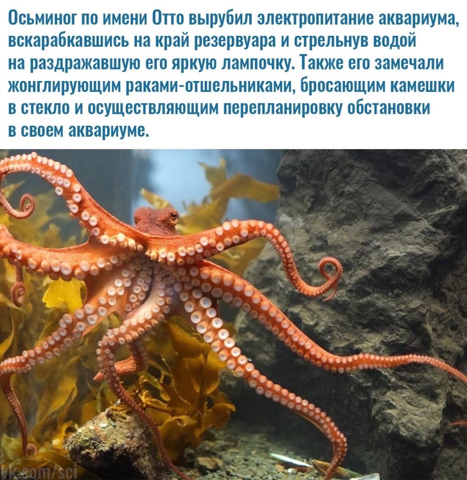 Тихоокеанский полосатый осьминог