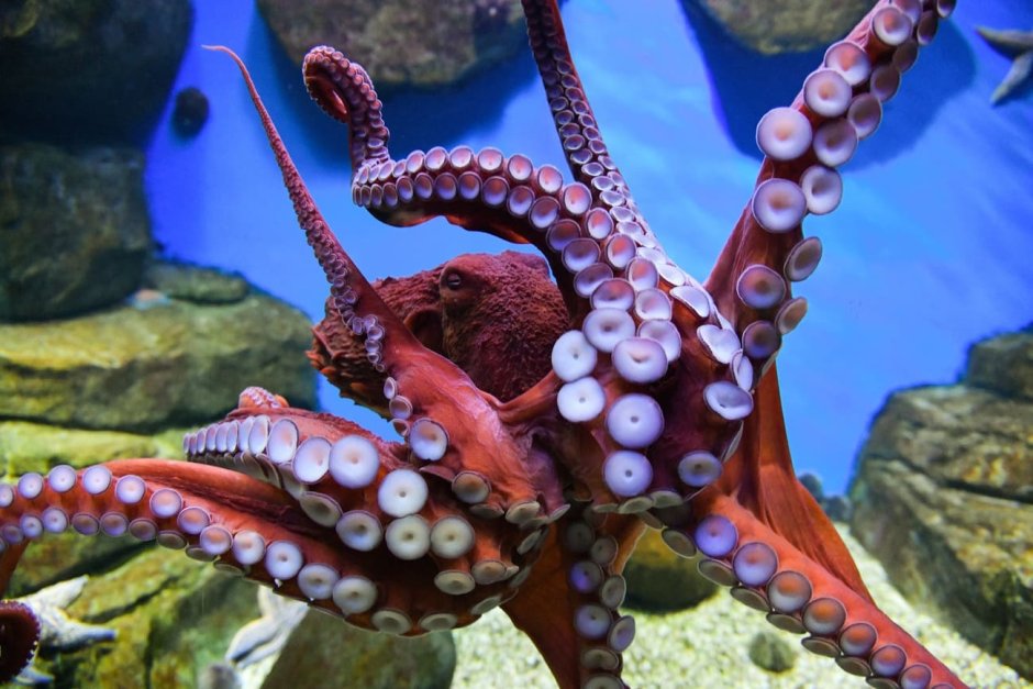 Dish Squid tentacles