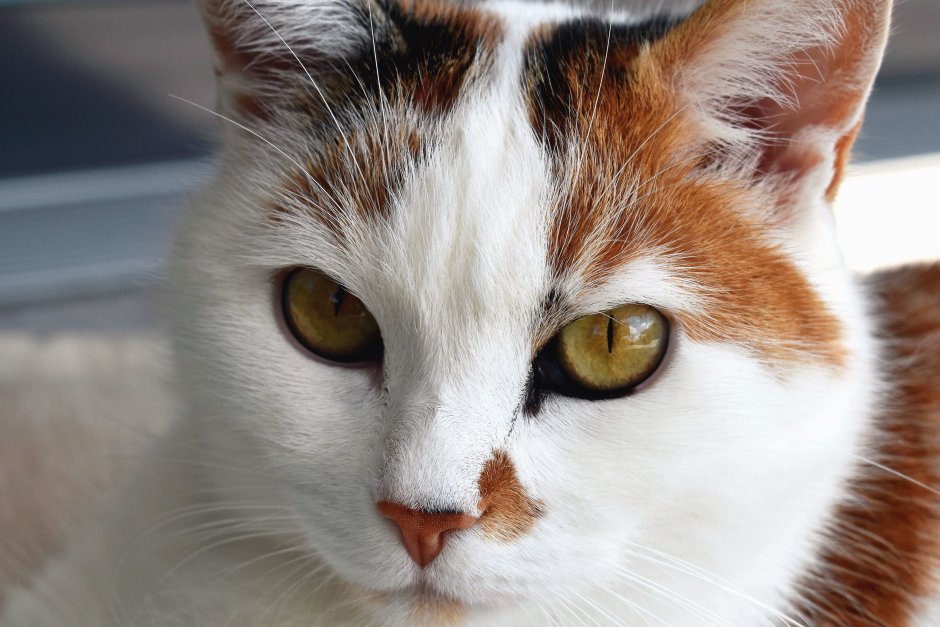 Мордочка кота