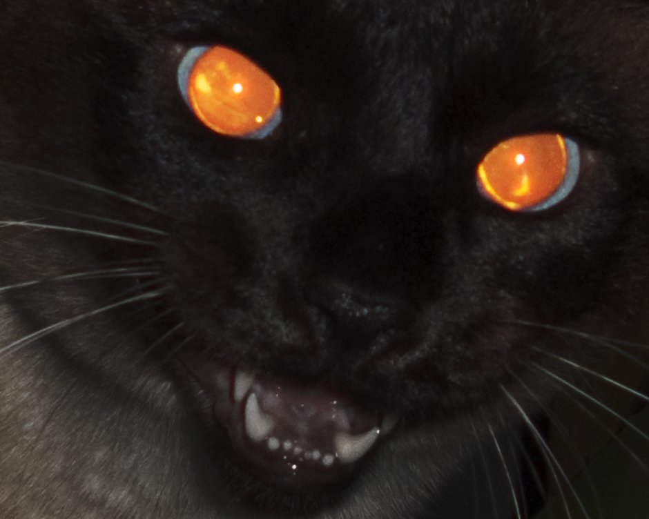 Кот со светящимися глазами