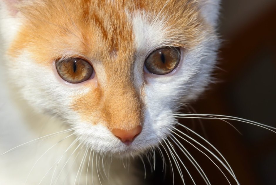 Кошка с коричневыми глазами