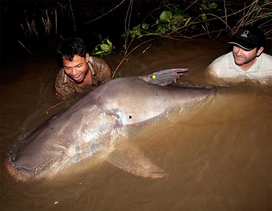 Mekong giant Catfish