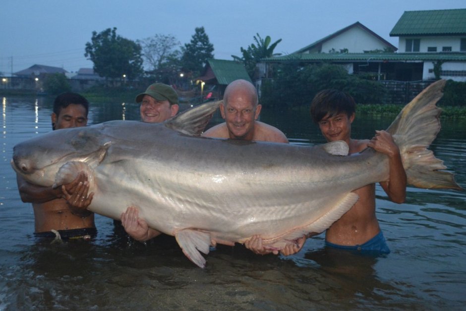Mekong giant Catfish рисунок