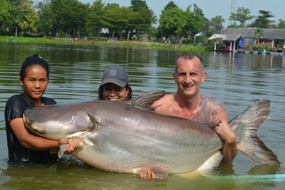 Mekong giant Catfish