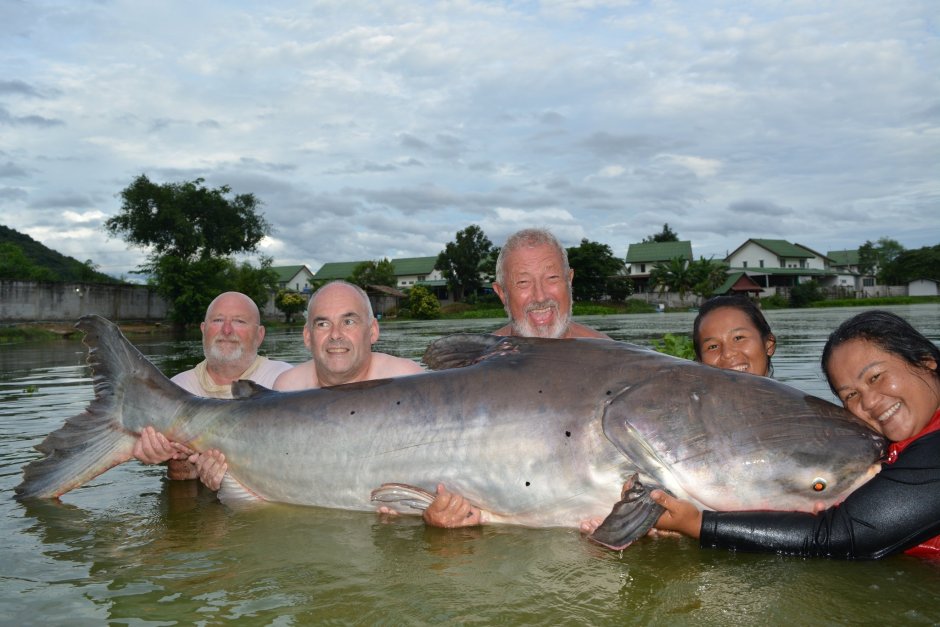 Mekong giant Catfish