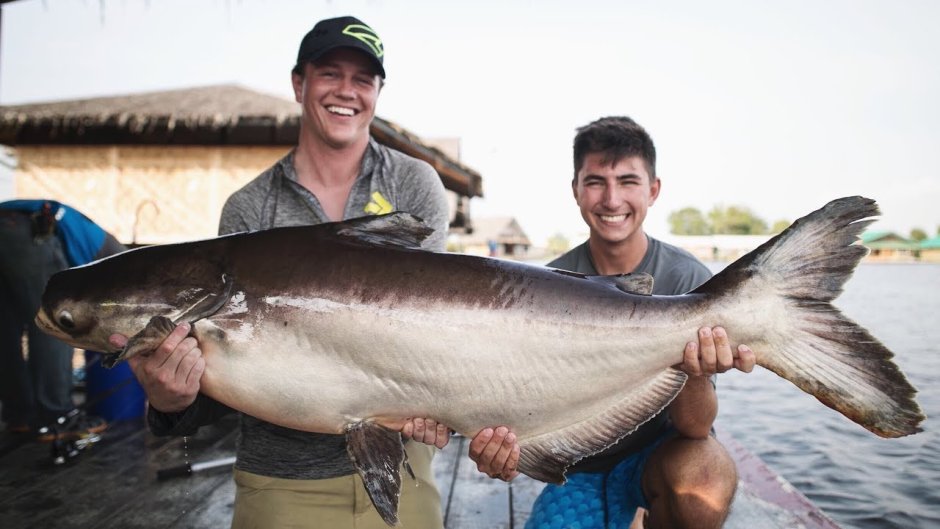 Mekong giant Catfish рыба