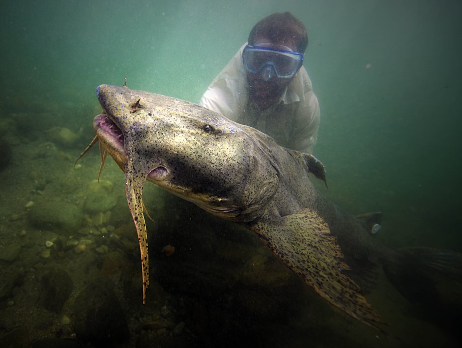 Mekong giant Catfish
