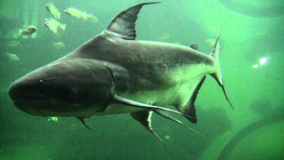 Mekong giant Catfish