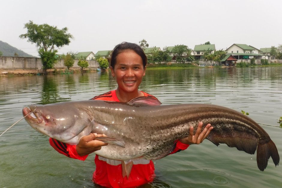 Mekong giant Catfish рыба