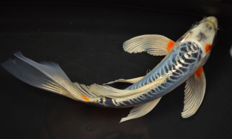 Сом обыкновенный Silurus GLANIS