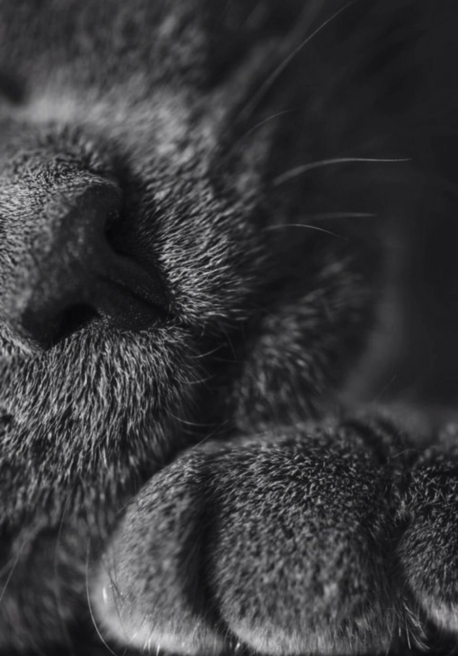 Кошачий носик