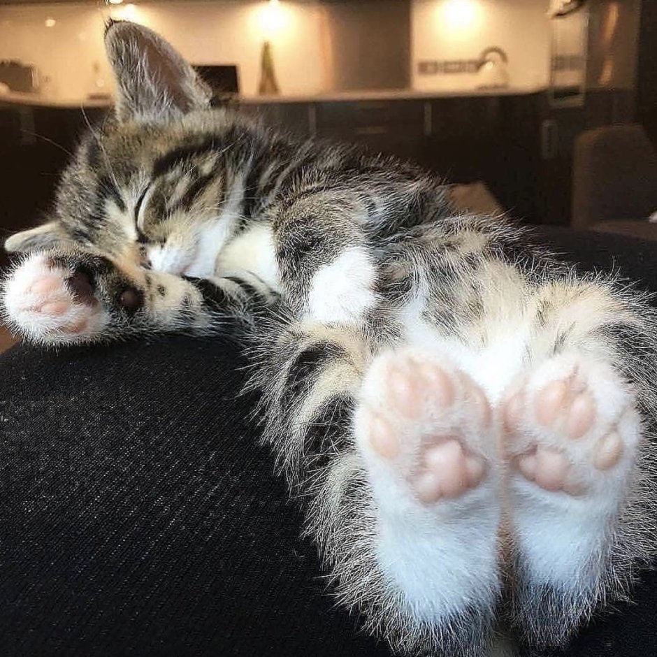 Лапа котенка