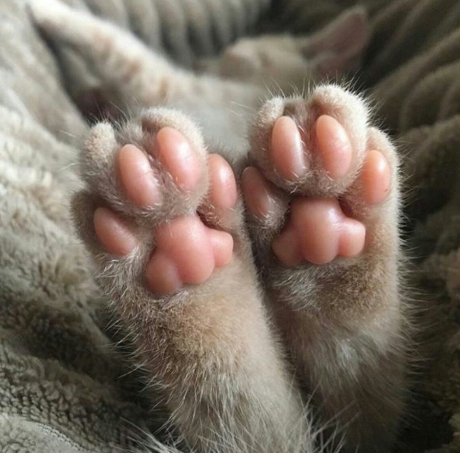 Кошачья лапа