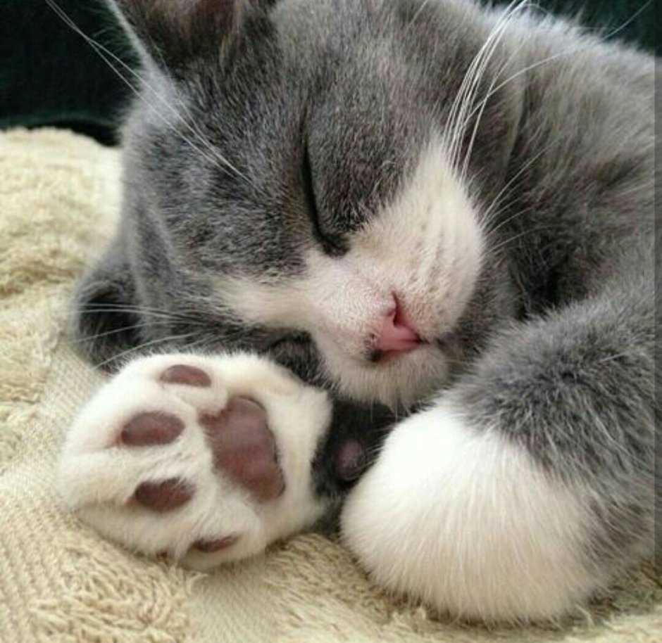 Лапки котят