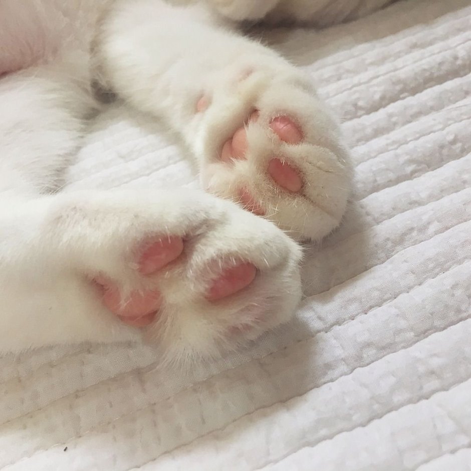 Розовая лапка котика