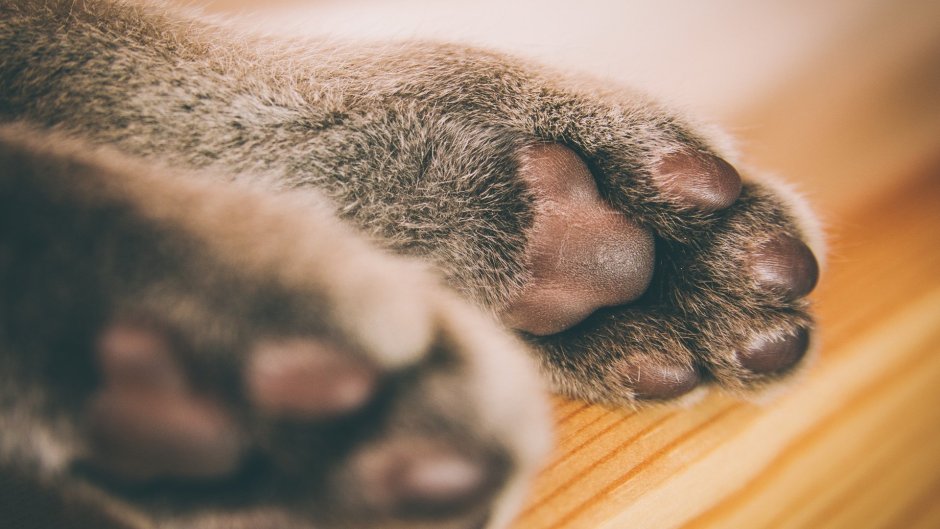 Лапа кота