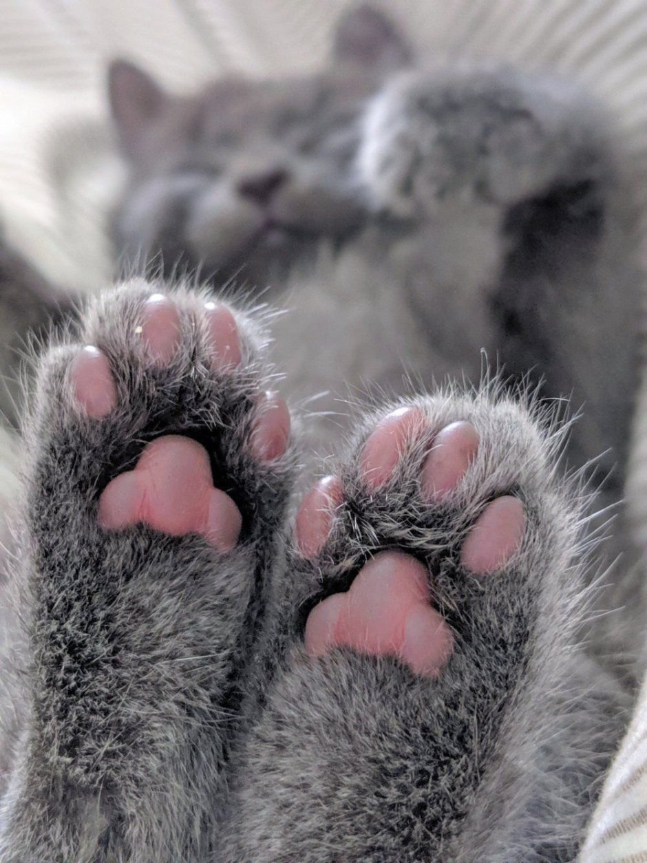 Кошачьи подушечки
