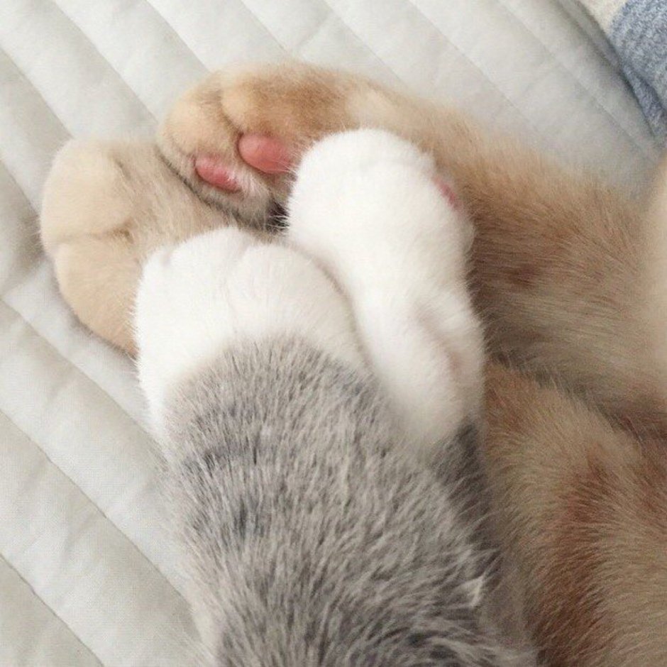 Лапка котика