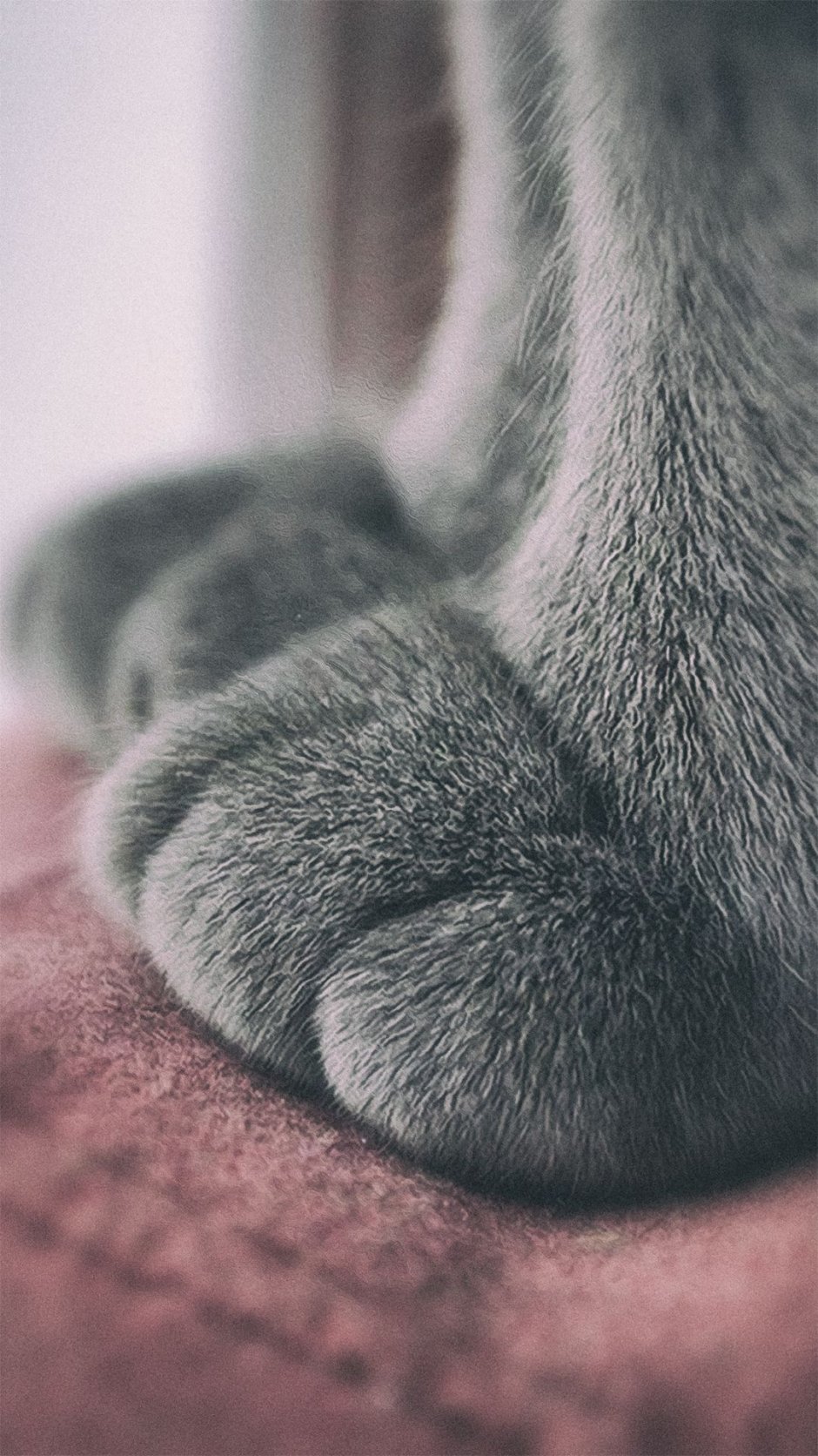 Котья жепка