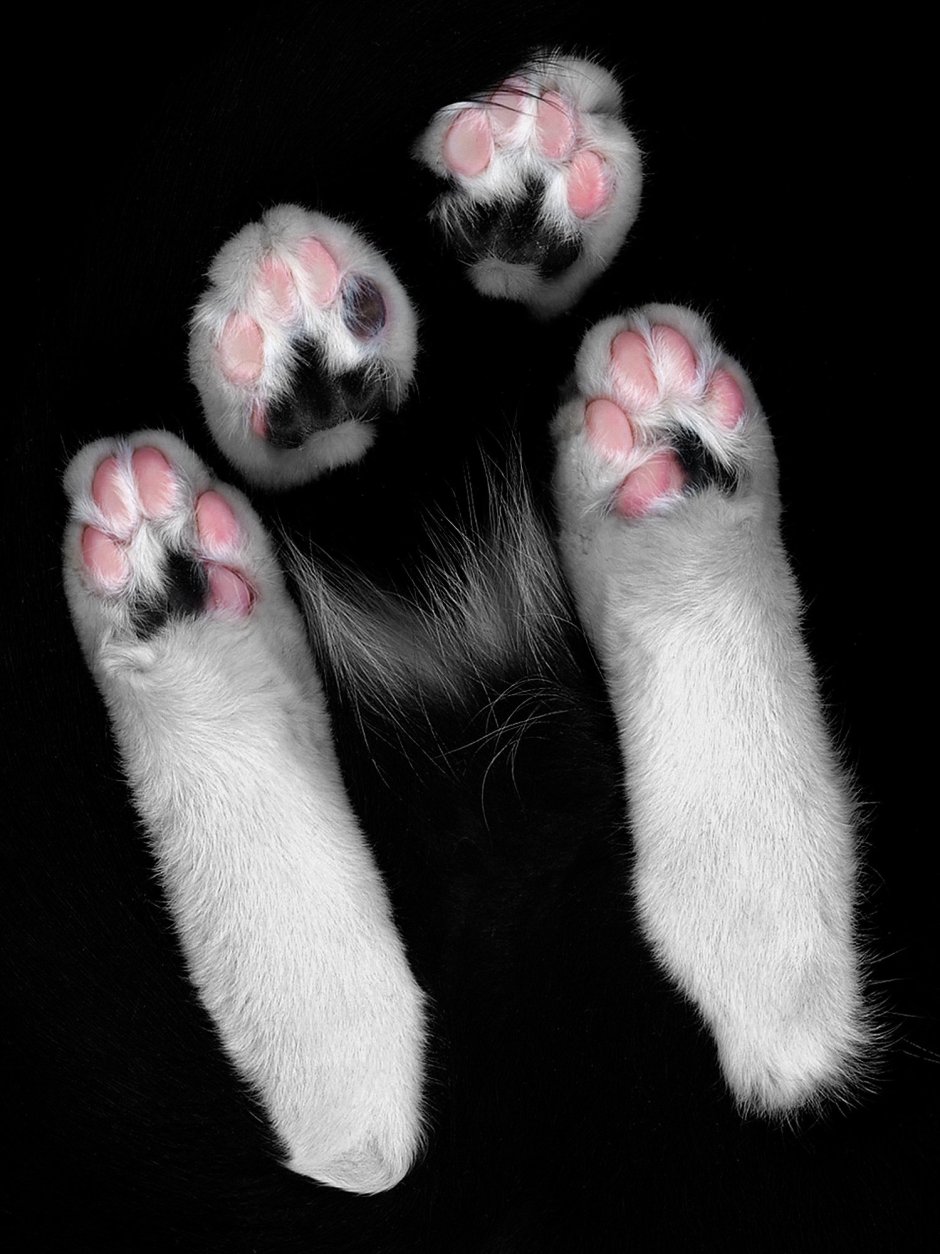Лапка котика