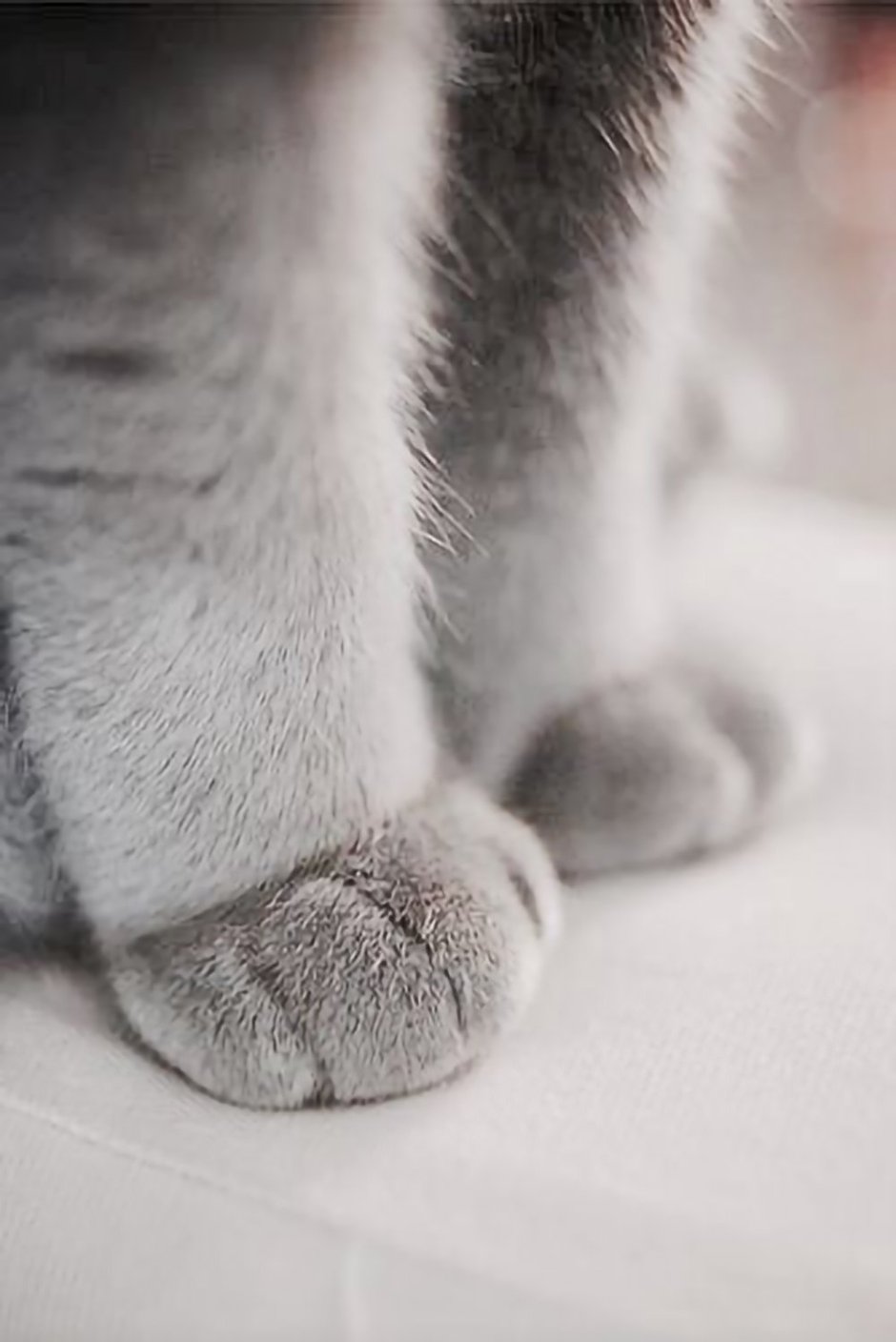 Лапа кота