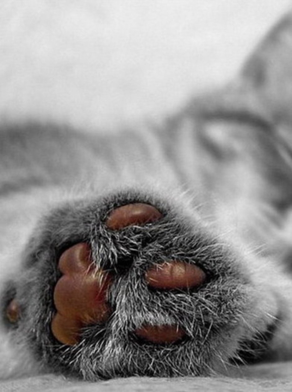 Кошачья лапа
