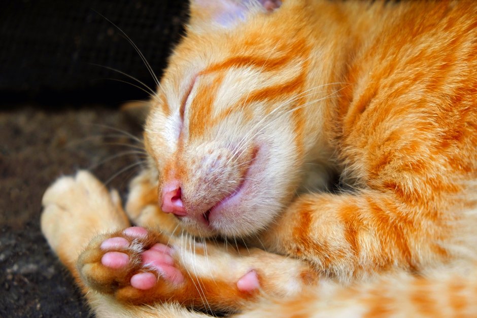 Спящий рыжий кот