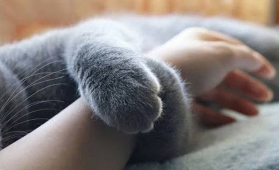 Кот трогает лапой
