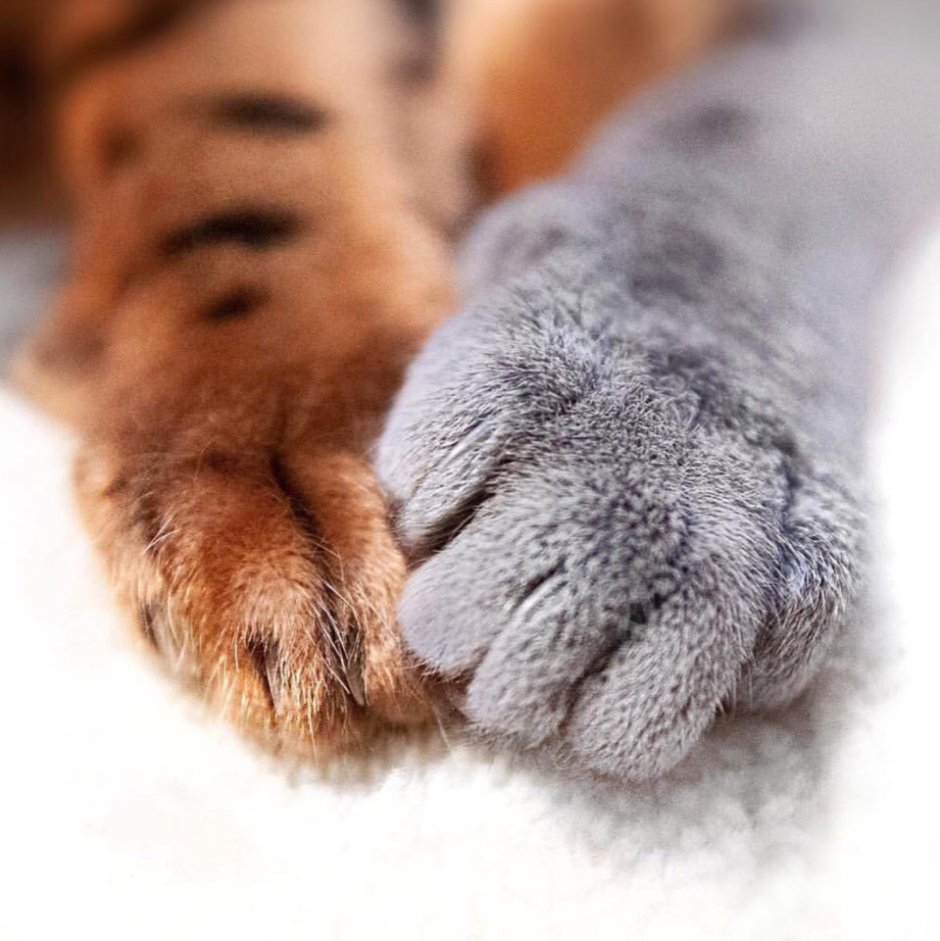 Лапка котика
