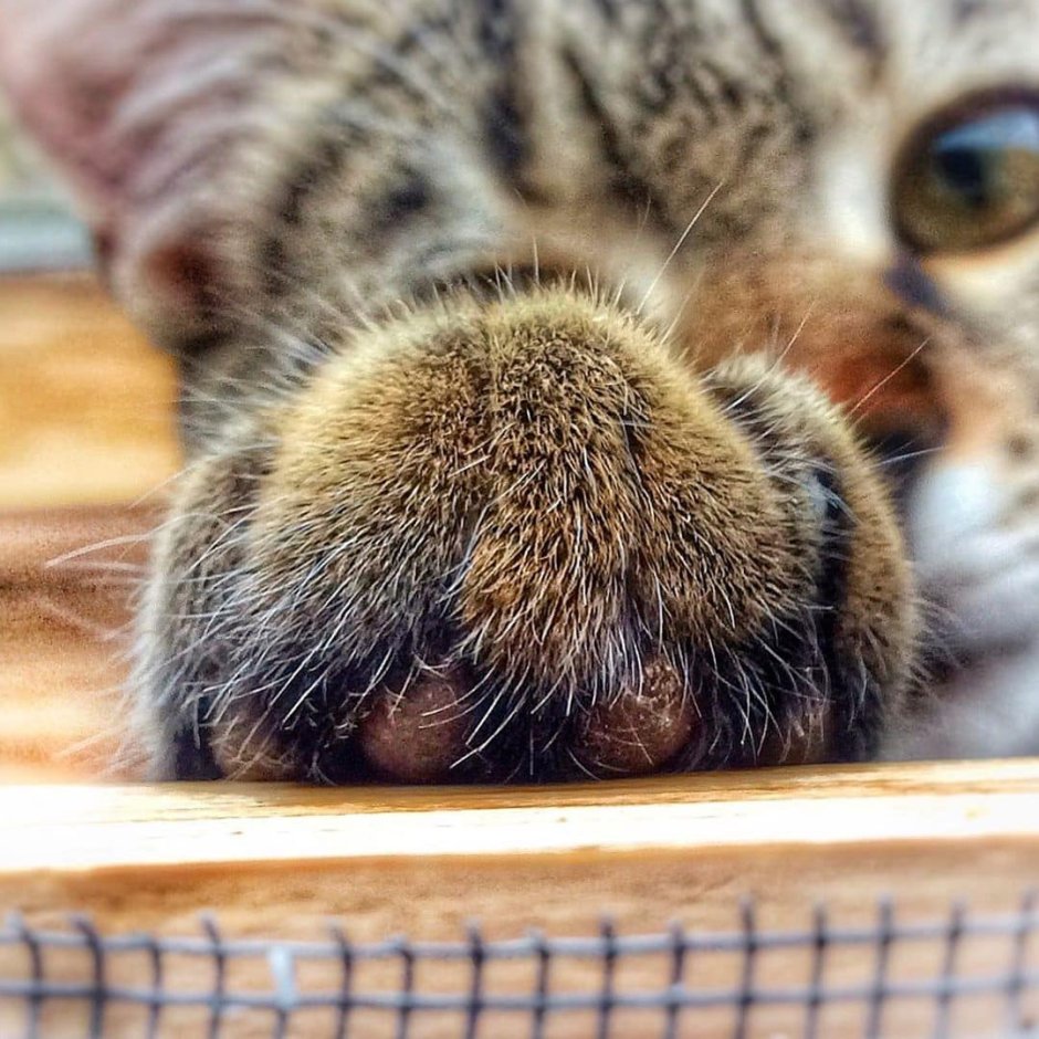 Лапы полосатого кота